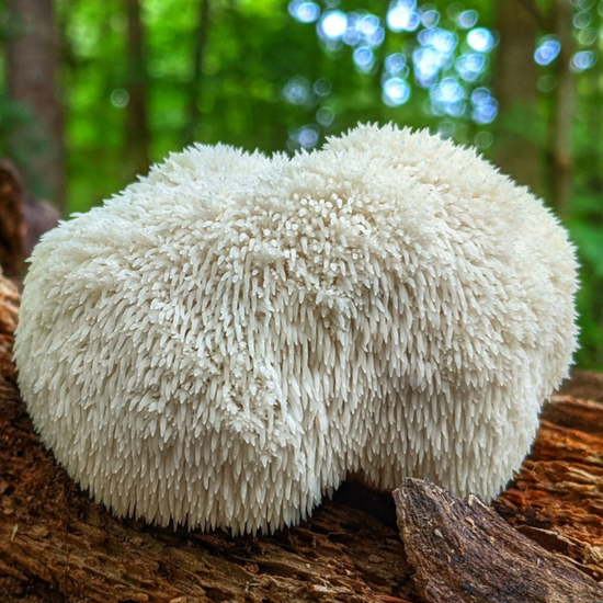 Lion’s Mane Mushroom Benefits: Boost Memory, Focus & Brain Health Naturally