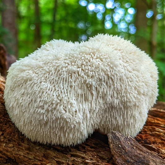 Lion’s Mane Mushroom Benefits: Boost Memory, Focus & Brain Health Naturally
